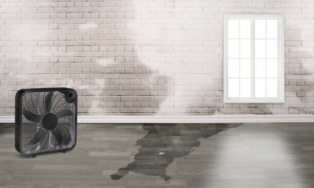Best 24/7 water damage repair  in Kasson, MN